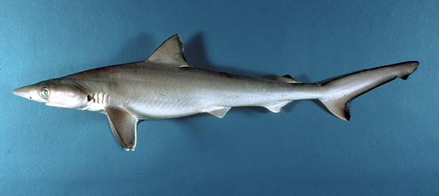Milk Shark