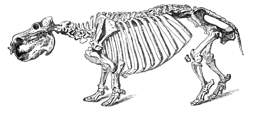 Hippo Skeleton