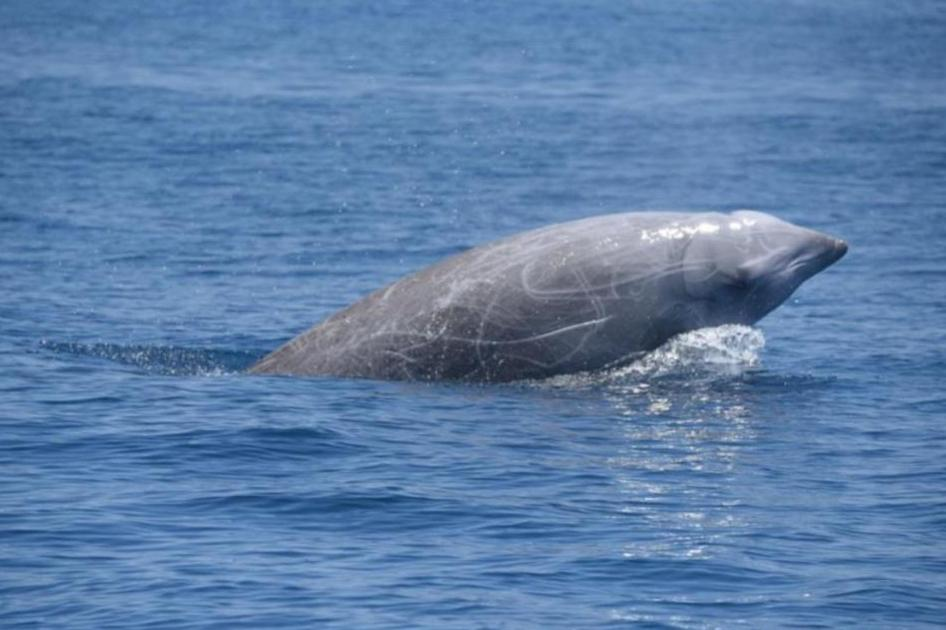 Beaked Whale surfacing