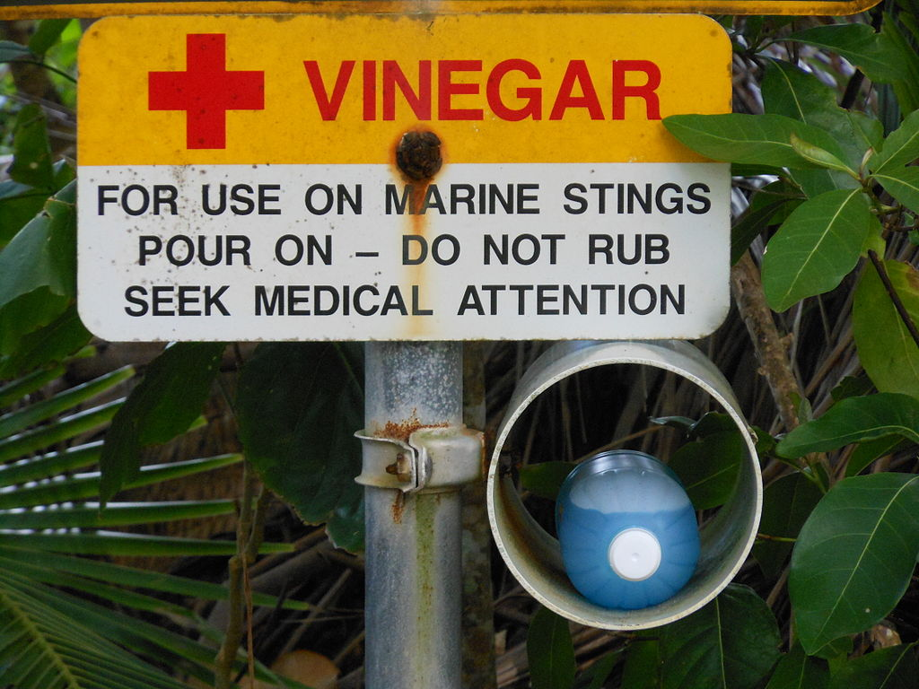 Vinegar Jellyfish