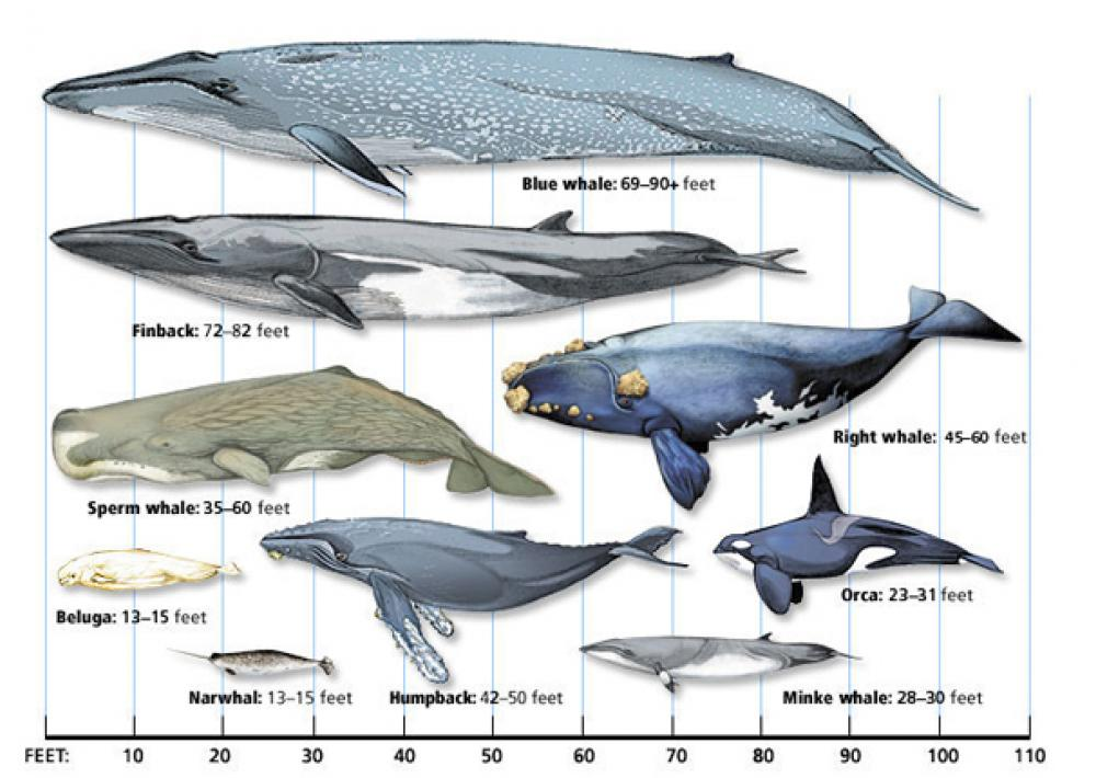 Baleen Whale Comparison Chart