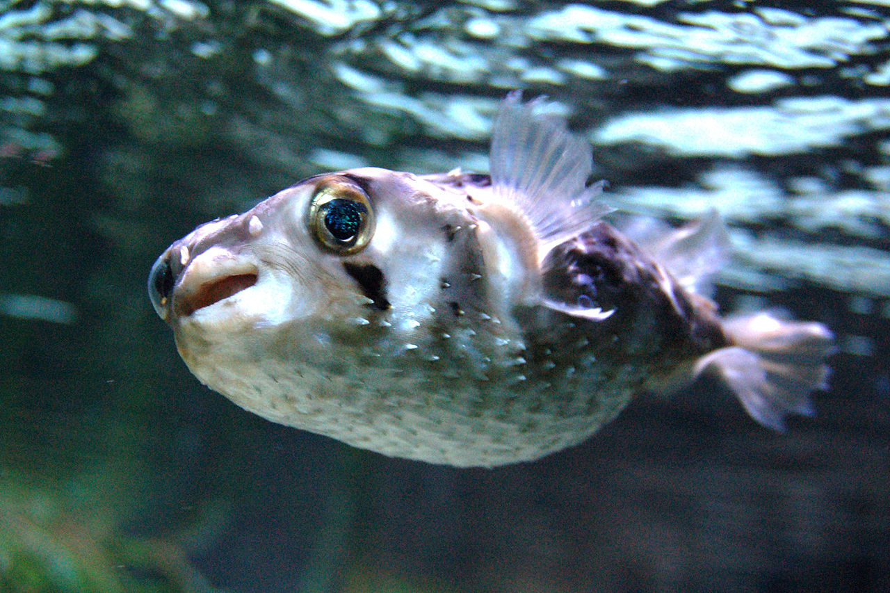 Porcupinefish