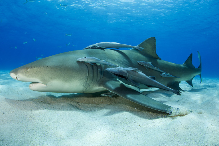 Dusky Shark Mom