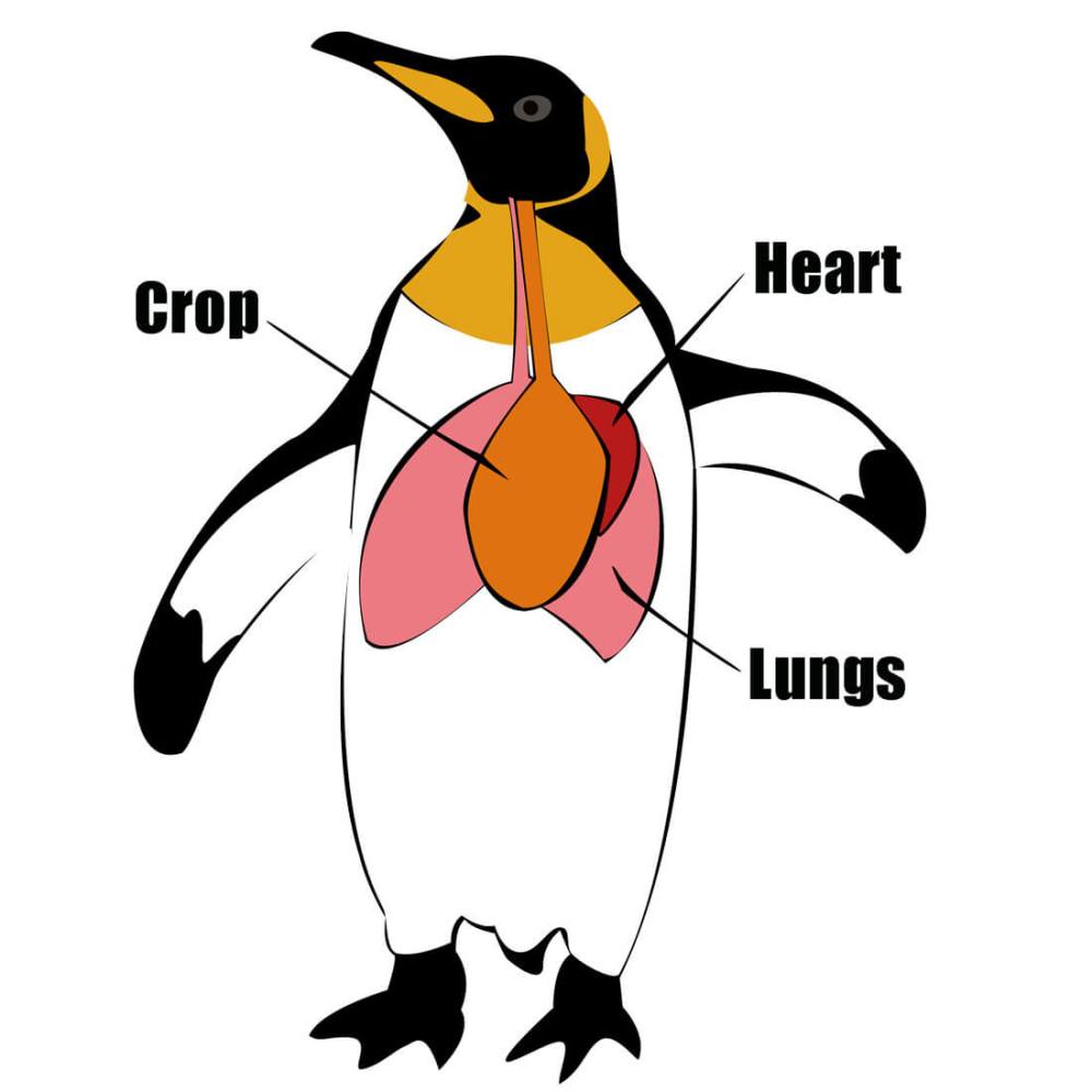 Penguin Crop Diagram