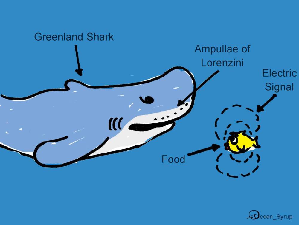 Ampullae of Lorenzini