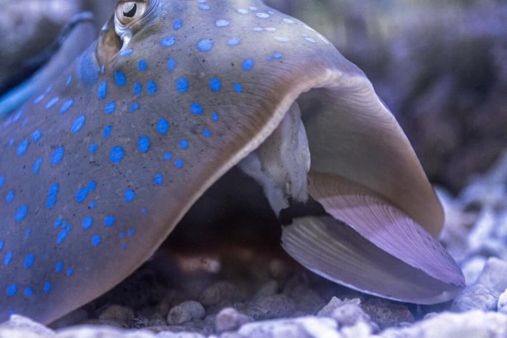 Scallop Prey