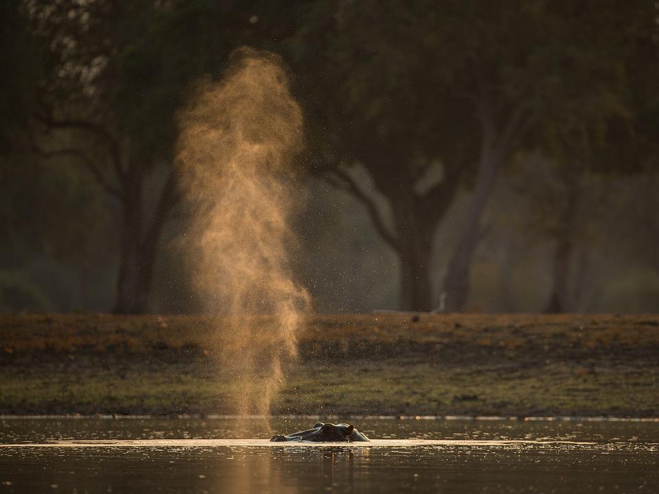 Hippo, Hippo Snort, Animal, Wildlife, Snort