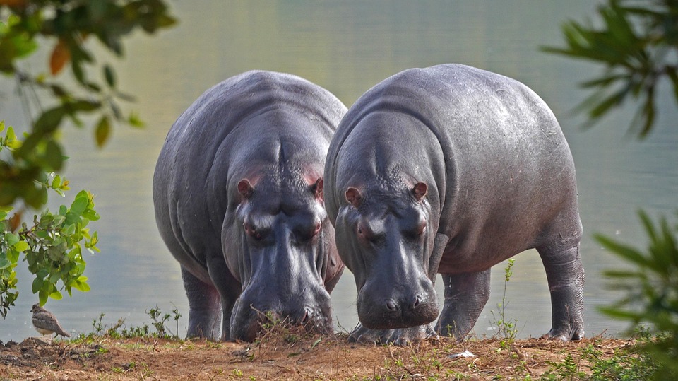 Hippo, Nature, Animal World, Safari, Africa