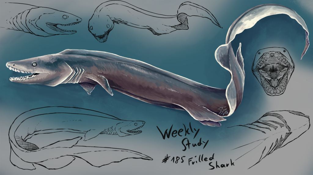 WeeklyStudies #185 Frilled Shark