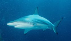 Lazarus shark