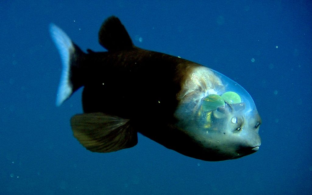 Transparent Fish