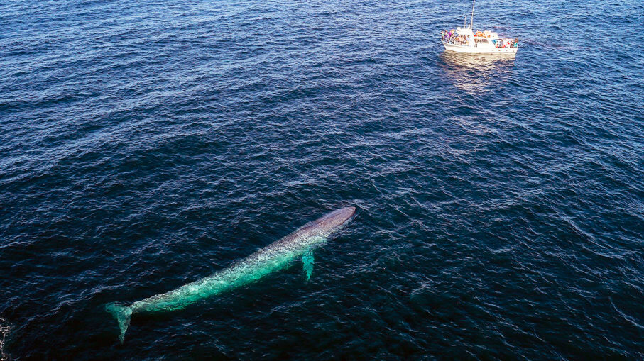 Blue Whale Boat