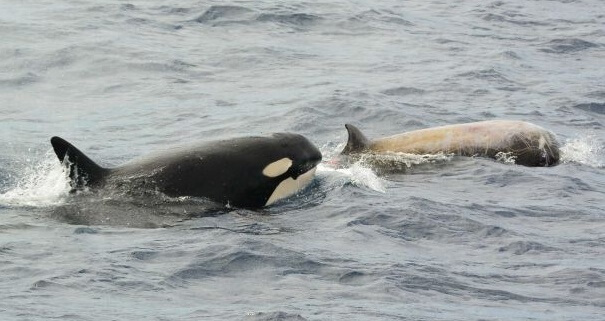 Orca Hunting