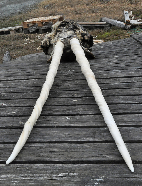 Two Tusk Narwhal