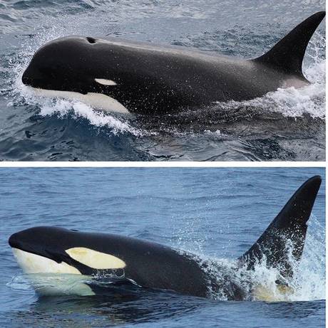 Type D Orca Comparison