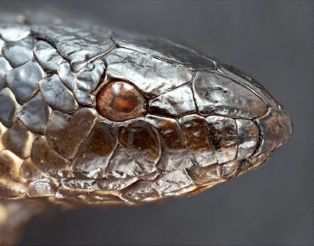 Aipysurus apraefrontalis