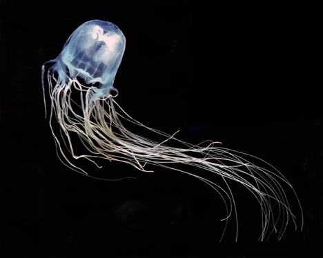 Box Jelly