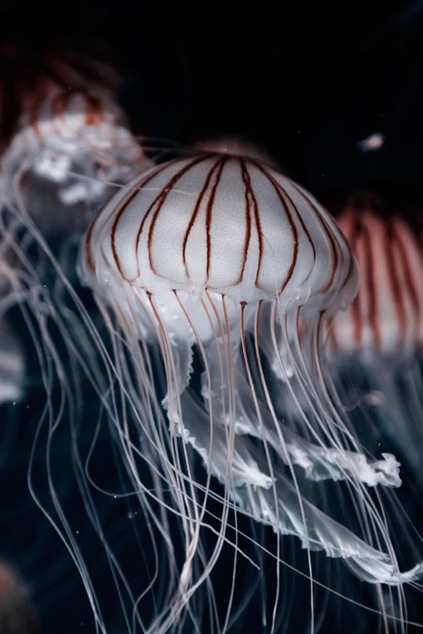 Cool Jelly Fish
