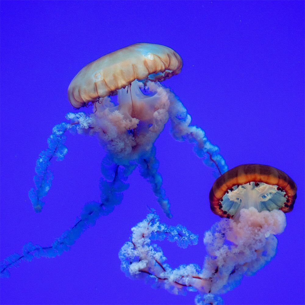 Human Jellyfish
